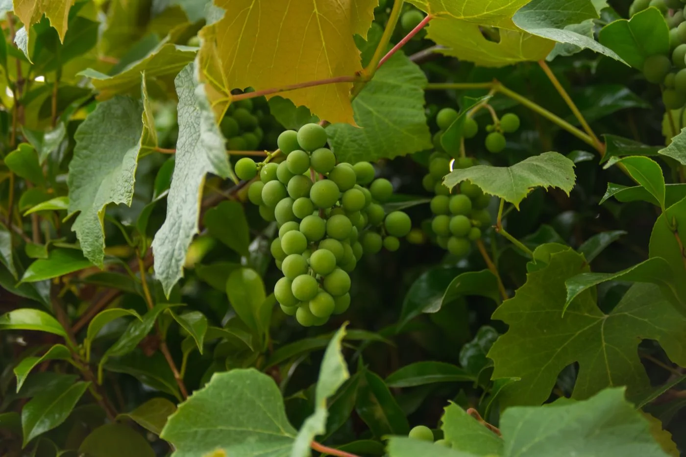 Grappe de raisin blanc dans la vigne, photographie d’illustration