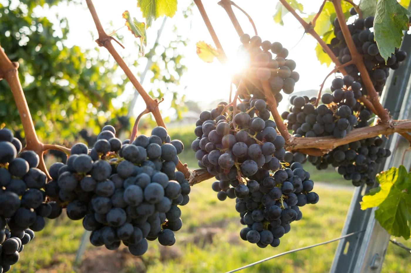 Raisins sur la vigne — illustration
