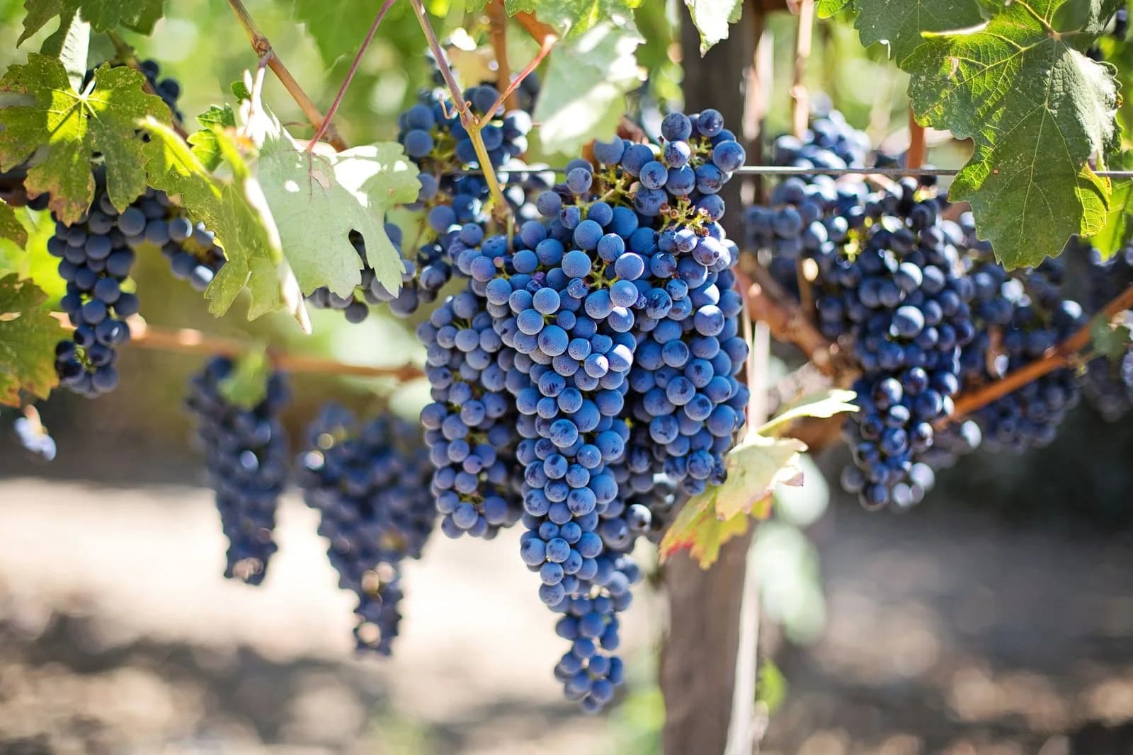Grappes de raisin noir, photographie d’illustration