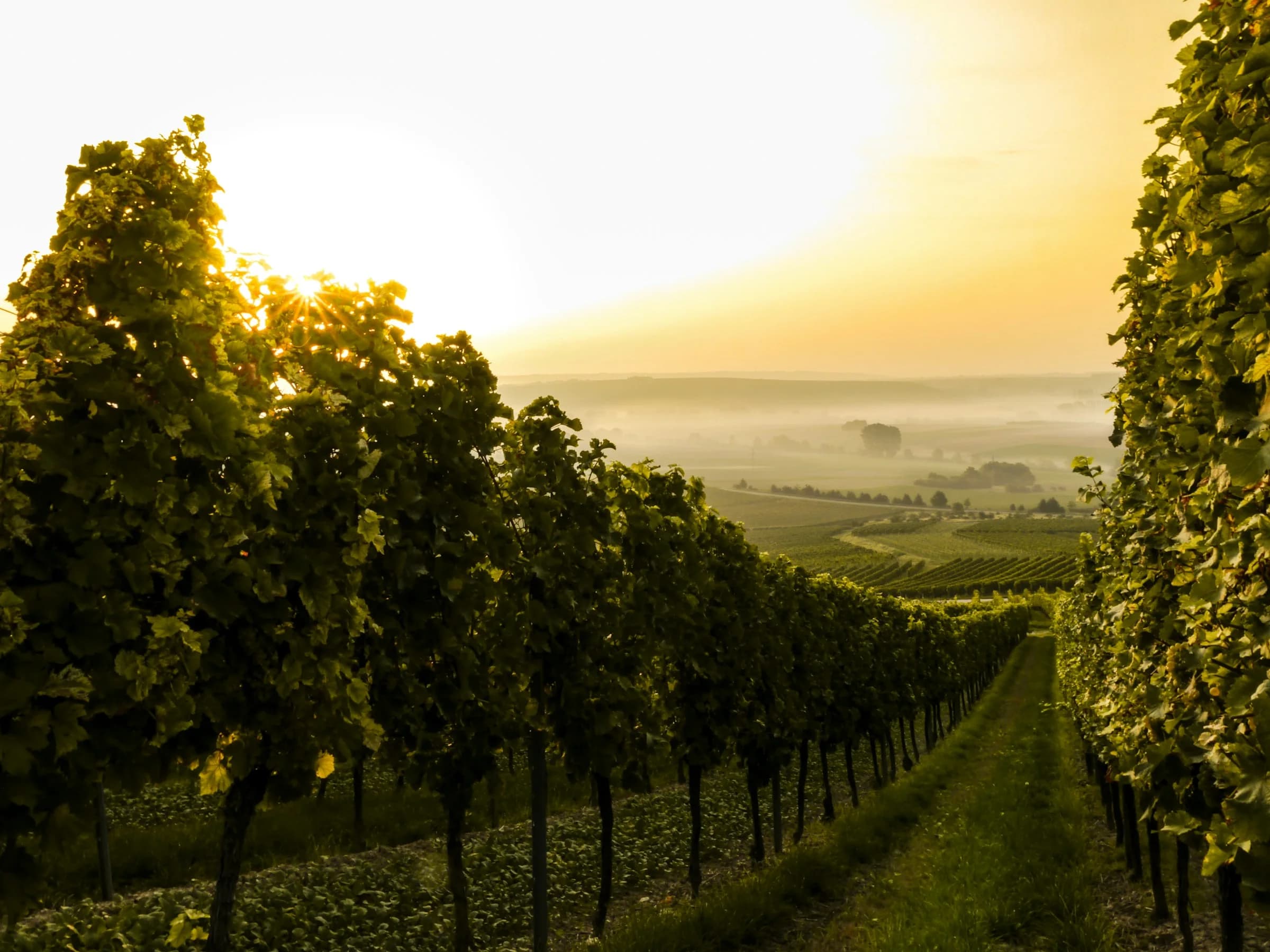 Paysage de vigne au soleil levant — photographie d’illustration
